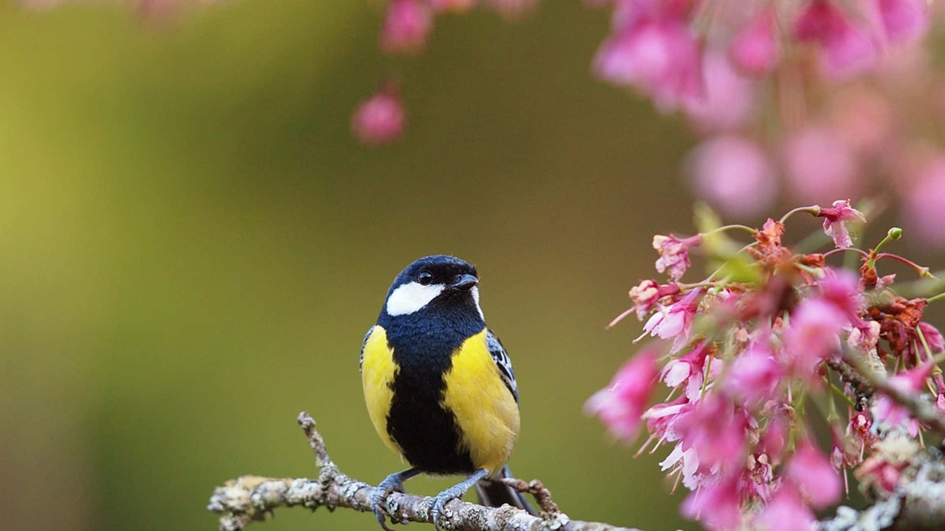 vibrant yellow and black bird, soft pink blossoms, blurred green background, Full HD Desktop Wallpaper