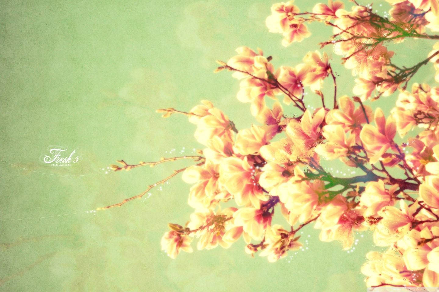 magnolia flower, pink, yellow, HD Desktop Wallpaper