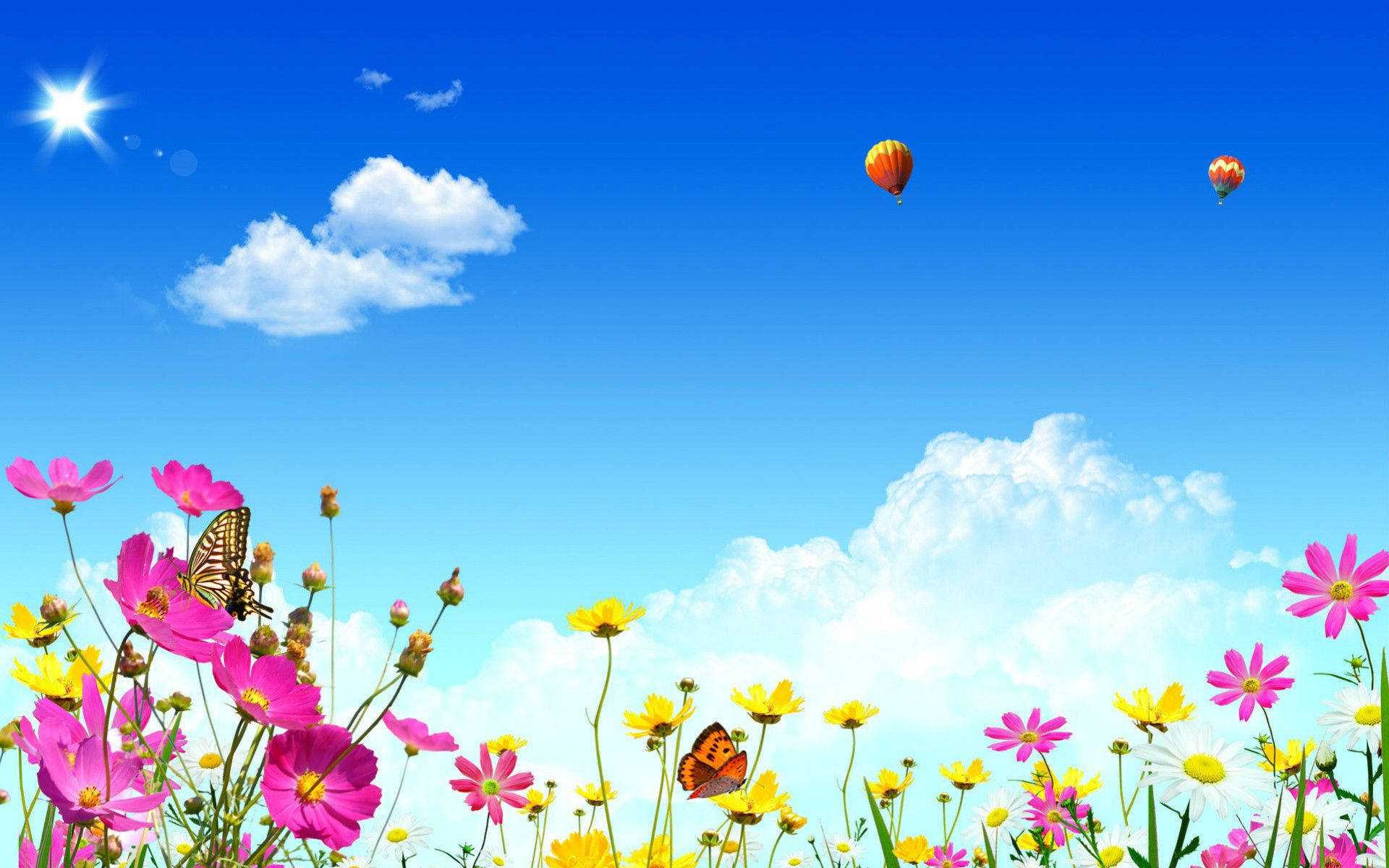 hot air balloon, cosmos flowers, pink, Full HD Desktop Wallpaper