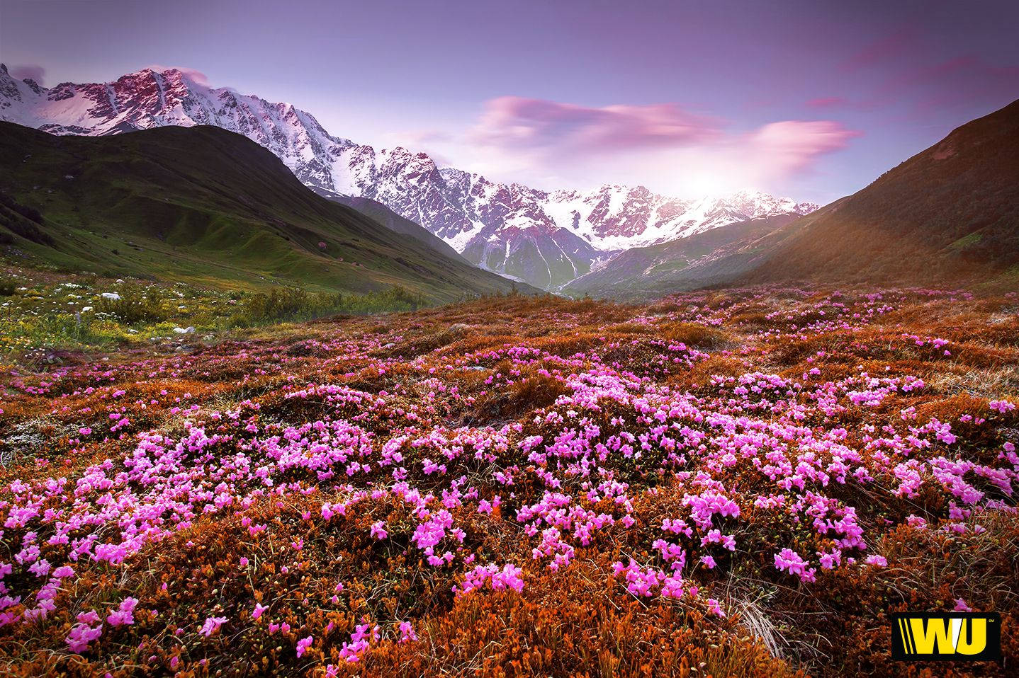 flower field, valley, pink flowers, HD Desktop Wallpaper