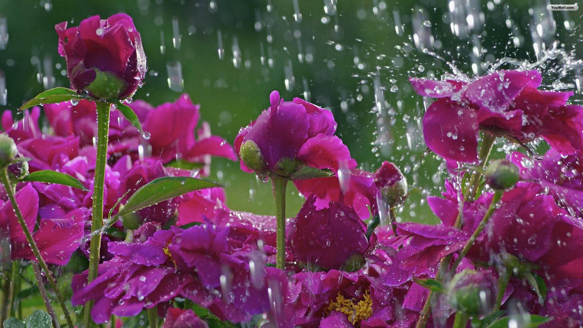 rainy spring desktop, magenta peonies, raindrops, Full HD Desktop Wallpaper