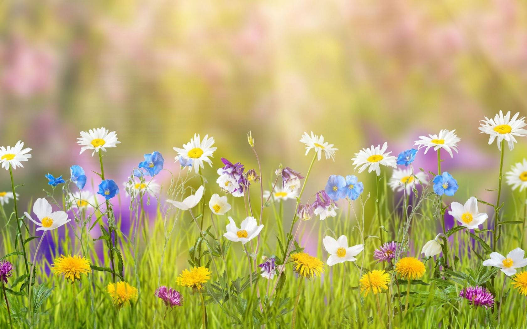 daisies, bluebells, yellow dandelions, HD Desktop Wallpaper