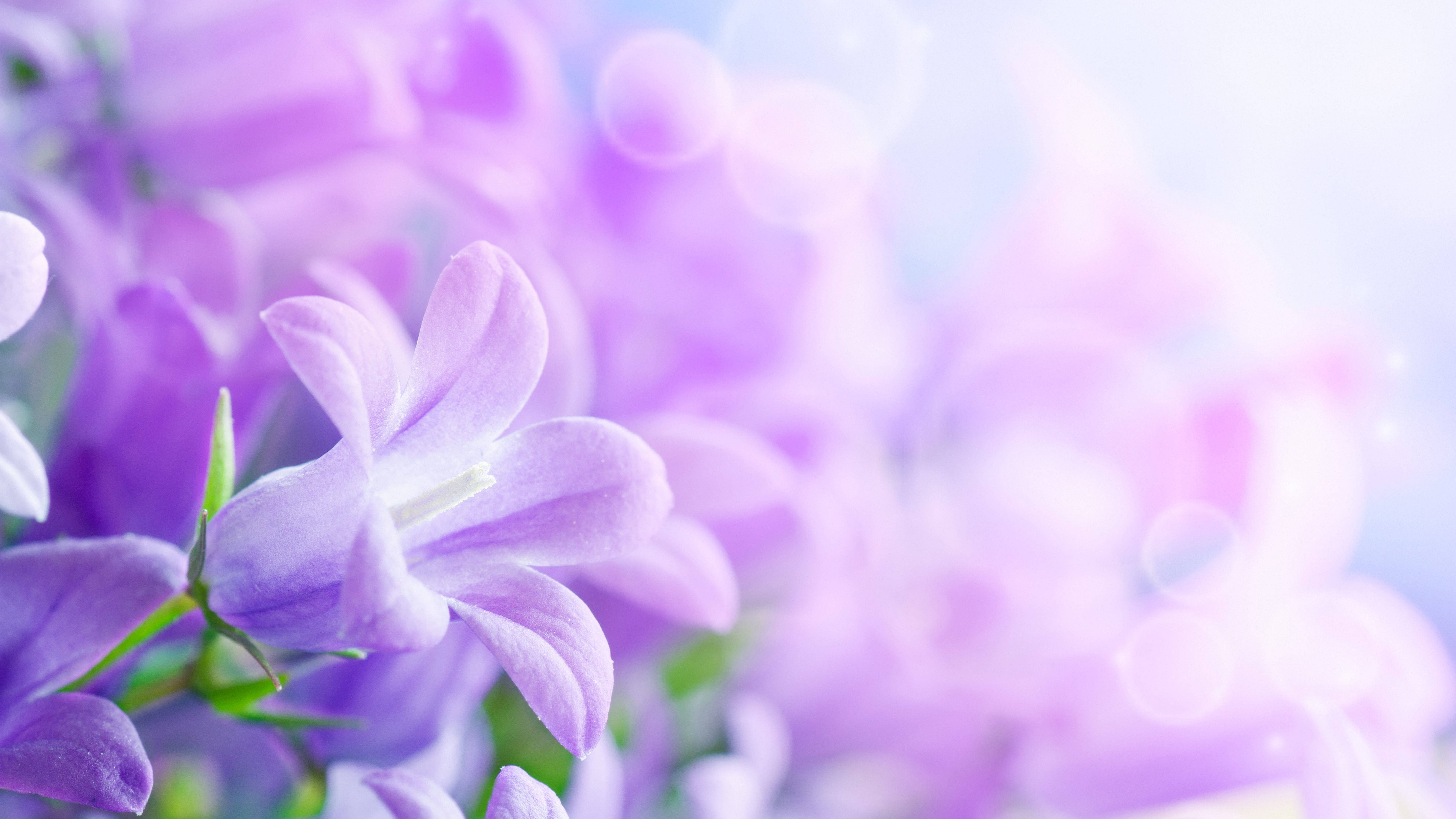 white and purple flower, bellflowers, pastel bokeh background, 8K Desktop Wallpaper