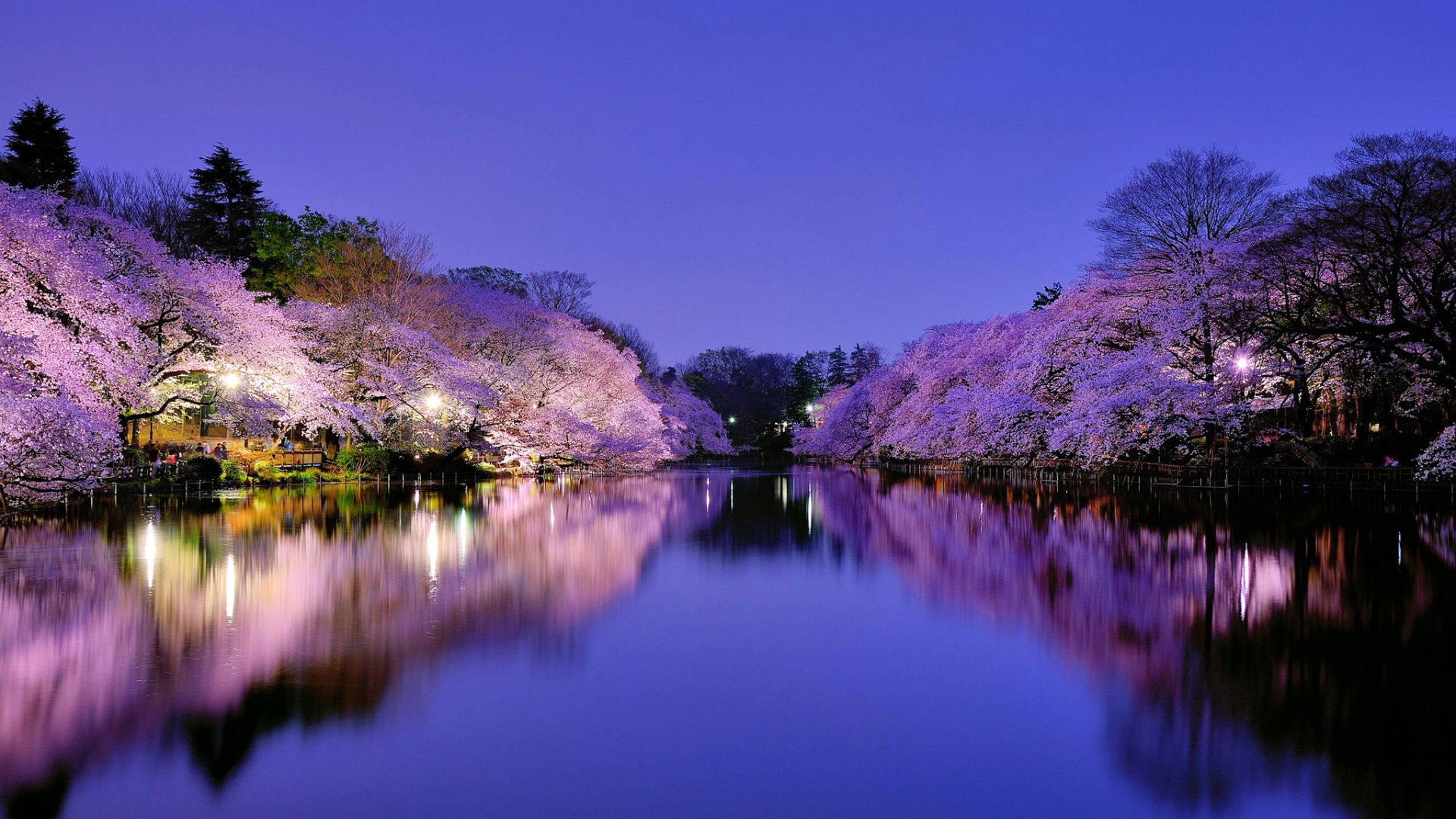 sakura tree, calm lake, twilight lights, 2K Desktop Wallpaper