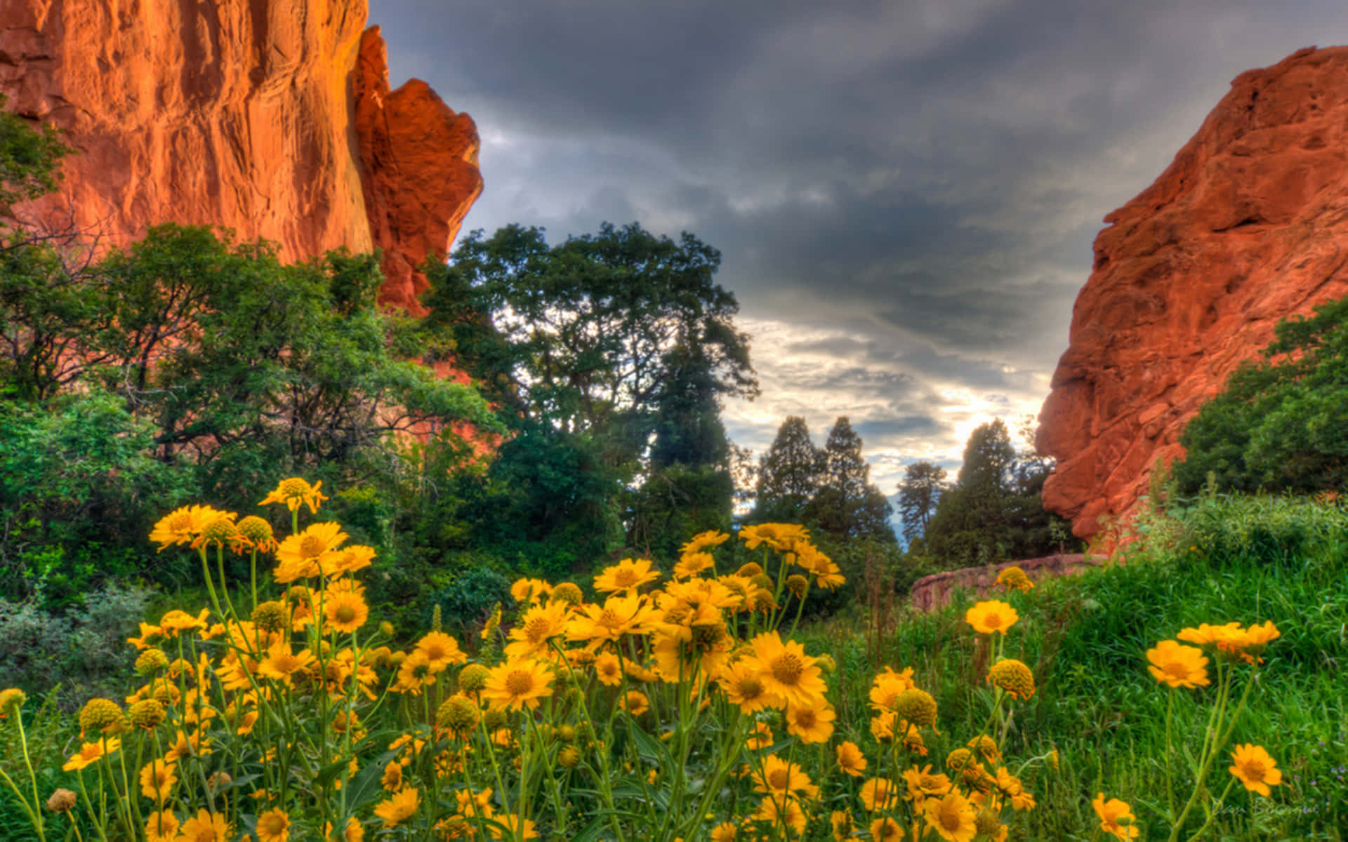 vibrant yellow wildflowers, towering red rock formations, moody twilight sky, Full HD Desktop Wallpaper