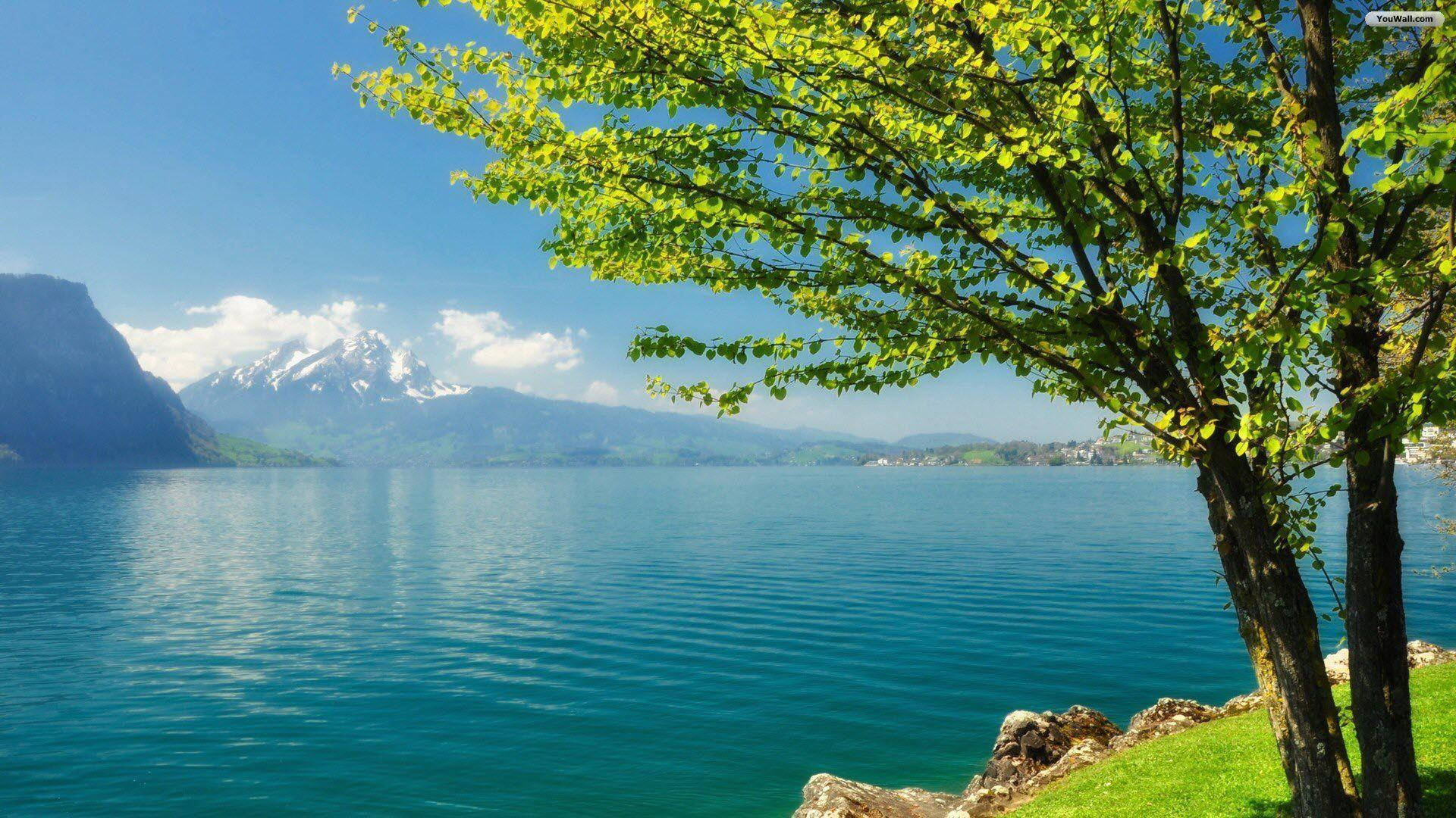 vibrant tree, fresh green leaves, serene turquoise lake, Full HD Desktop Wallpaper