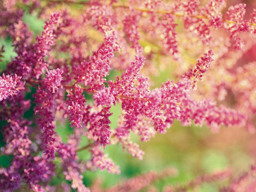 spring desktop, pink butterfly bush flower, vibrant pink astilbe flowers, SD Desktop Wallpaper
