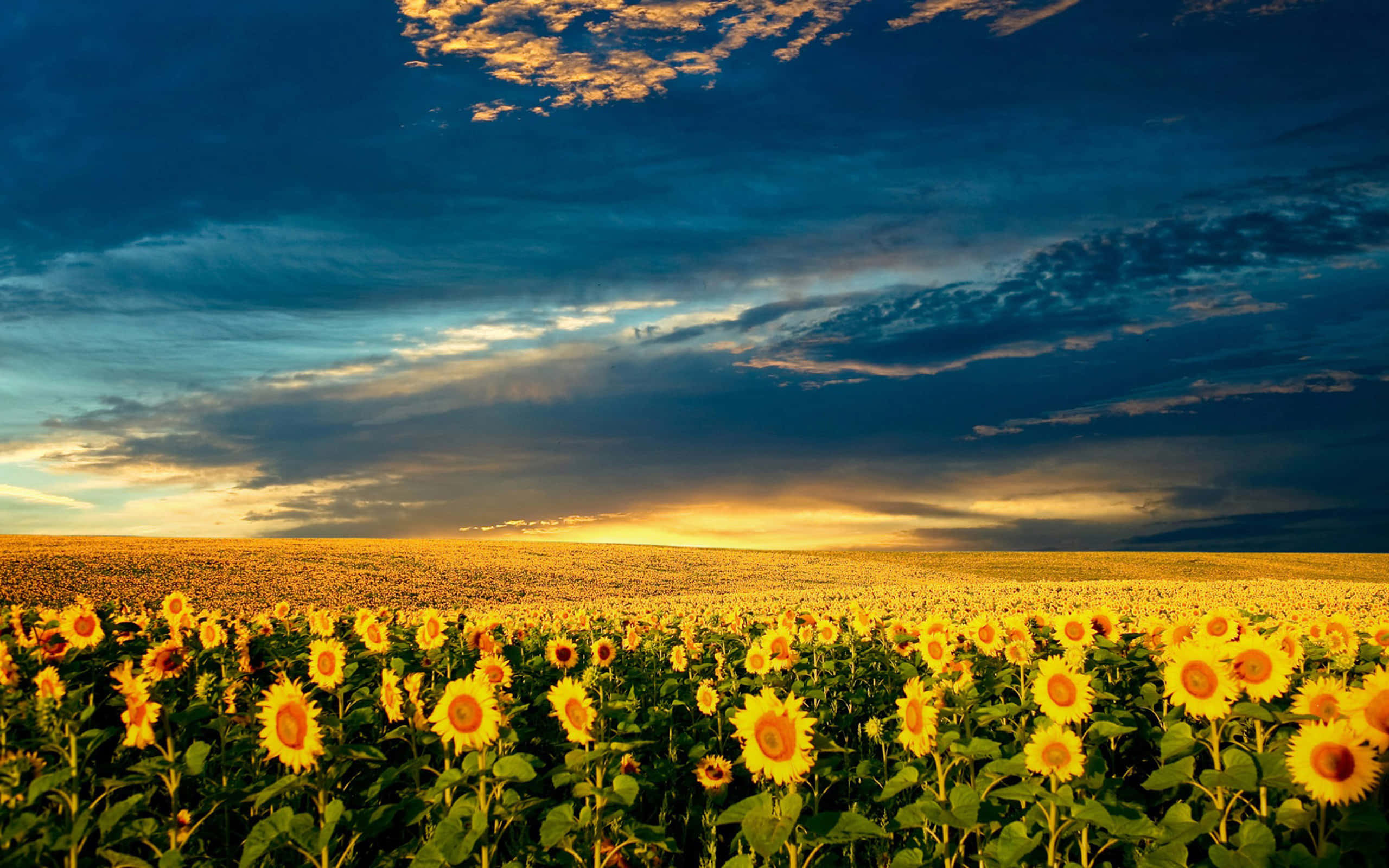 sunflower field, twilight sky, golden clouds, 2K Desktop Wallpaper