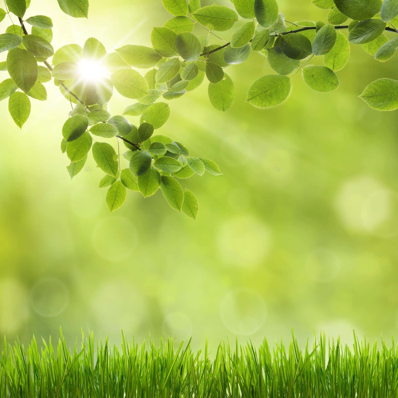 Spring Grass And Leaves, iPad, vibrant green leaves, HD Desktop Wallpaper