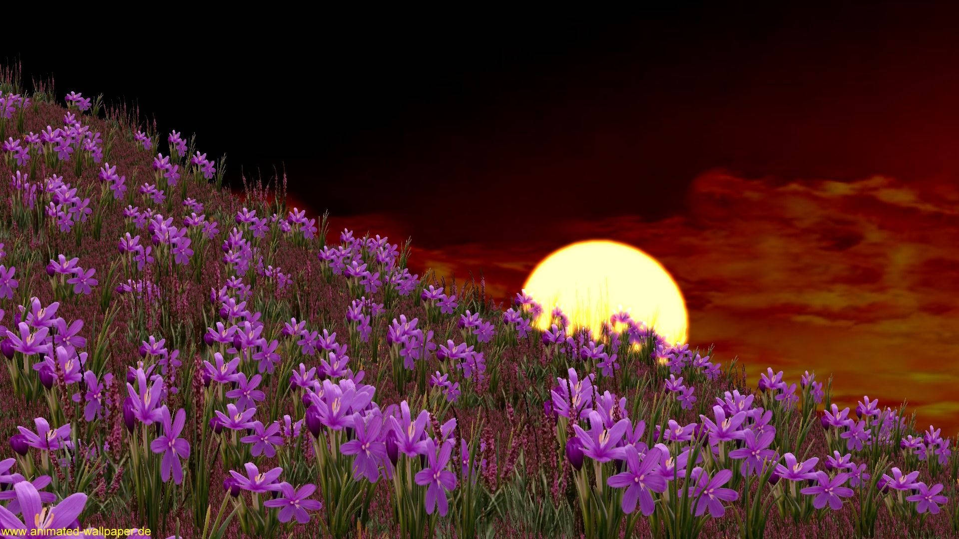 purple flowers, hillside, glowing sun, Full HD Desktop Wallpaper