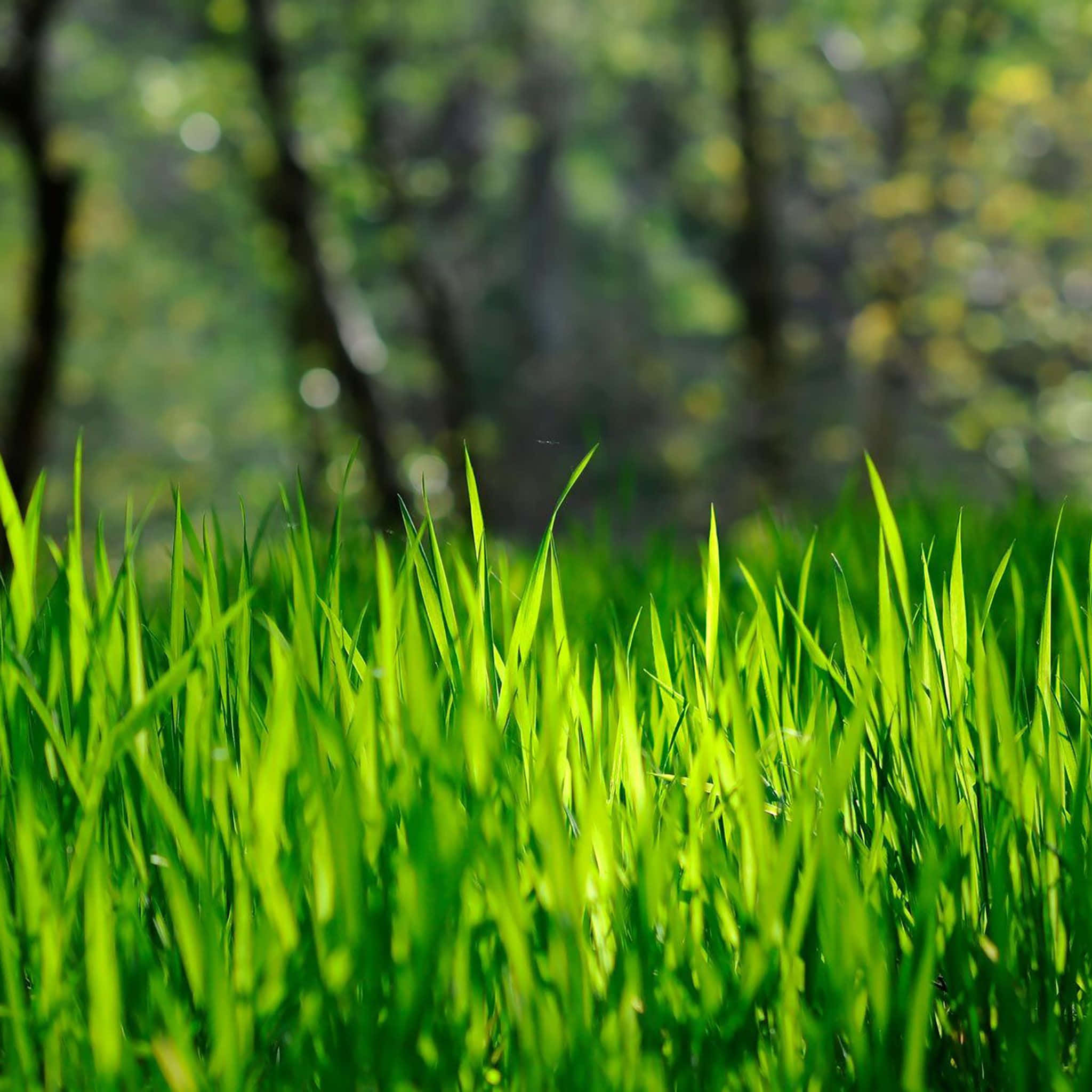 Spring Grass, iPad, vibrant green grass, Full HD Desktop Wallpaper