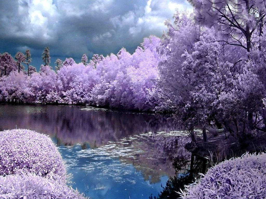 Spring Desktop, lavender trees, serene lake, SD Desktop Wallpaper