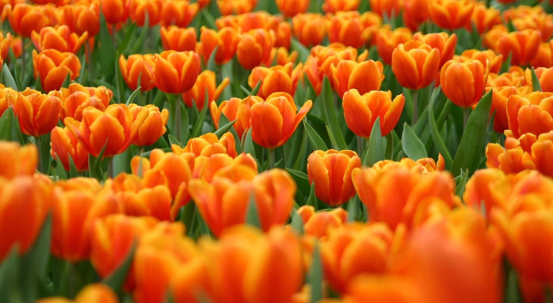 orange tulip, vibrant field, soft daylight, Full HD Desktop Wallpaper