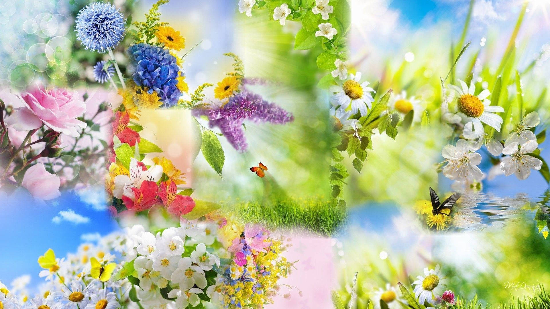 spring flowers, butterflies, grass, Full HD Desktop Wallpaper