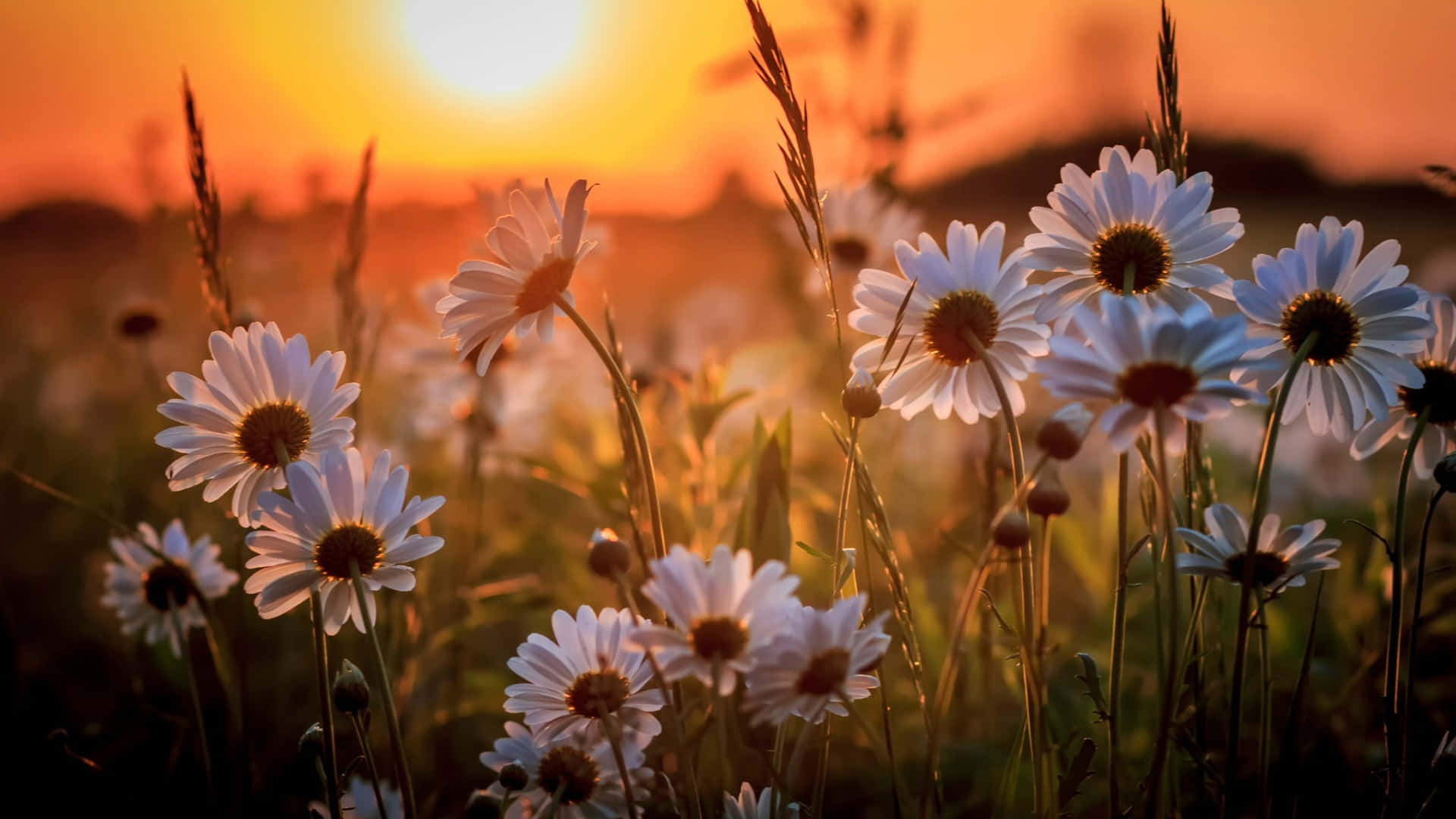 cute spring desktop, white daisies, golden sunset light, Full HD Desktop Wallpaper