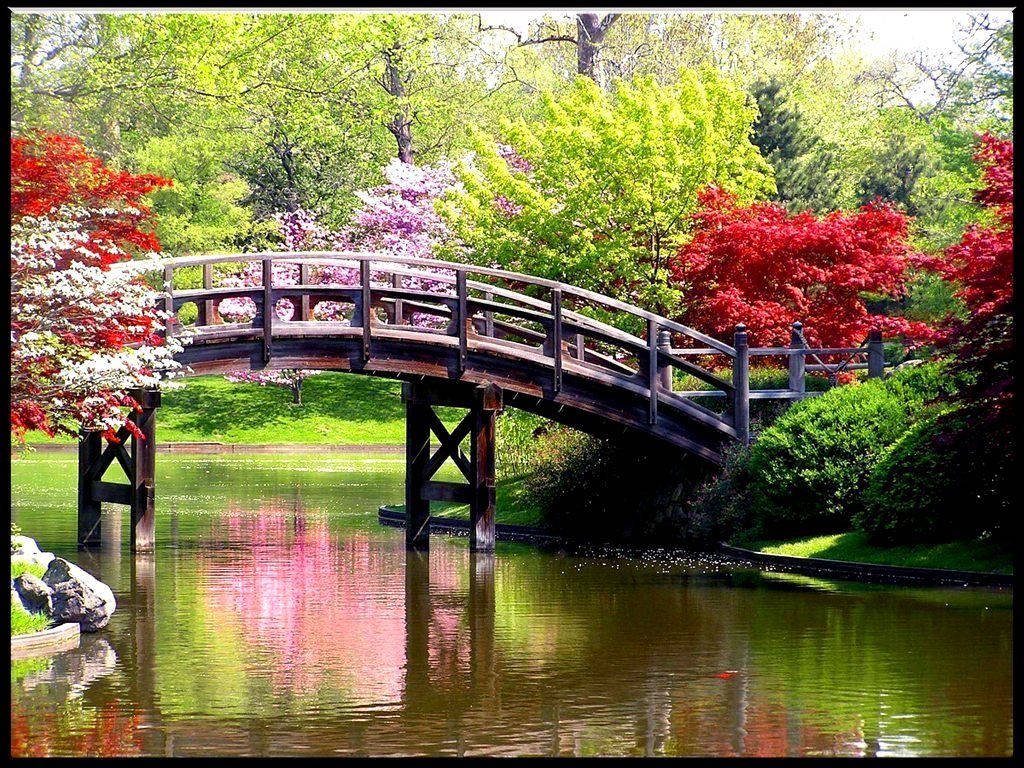 wooden arched bridge, calm pond, vibrant green and red foliage, SD Desktop Wallpaper