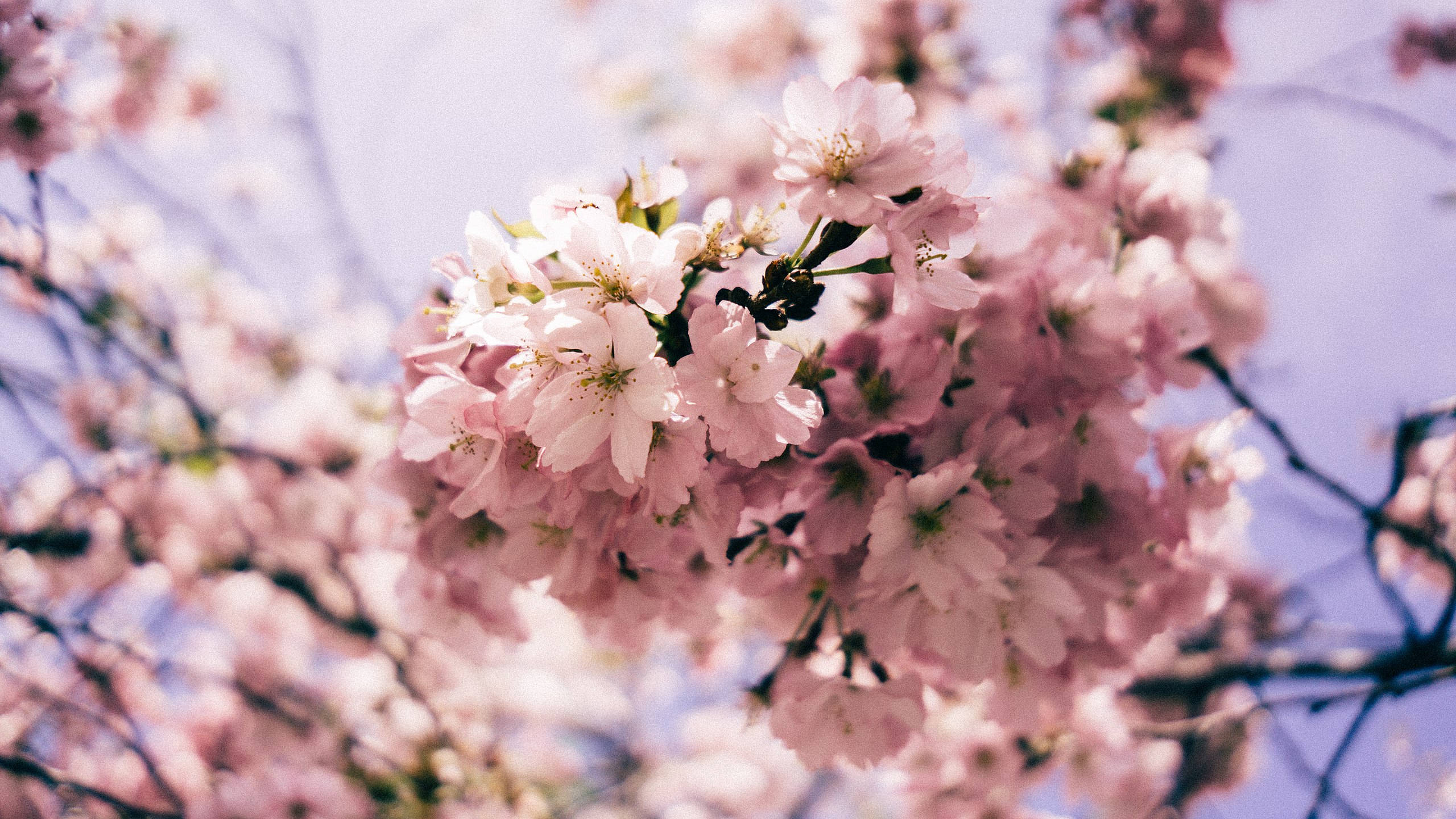 2560x1440, spring, pink, 2K Desktop Wallpaper