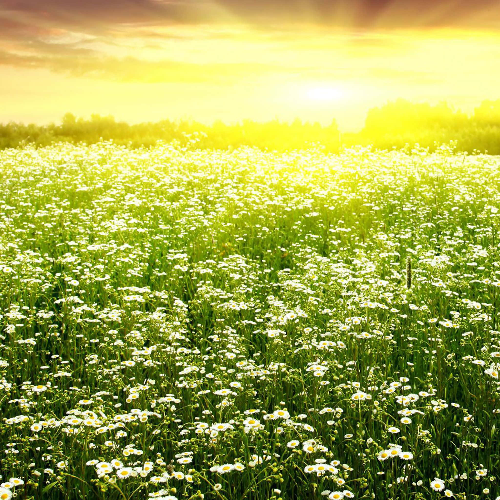 iPad, daisies, golden sunset, Full HD Desktop Wallpaper