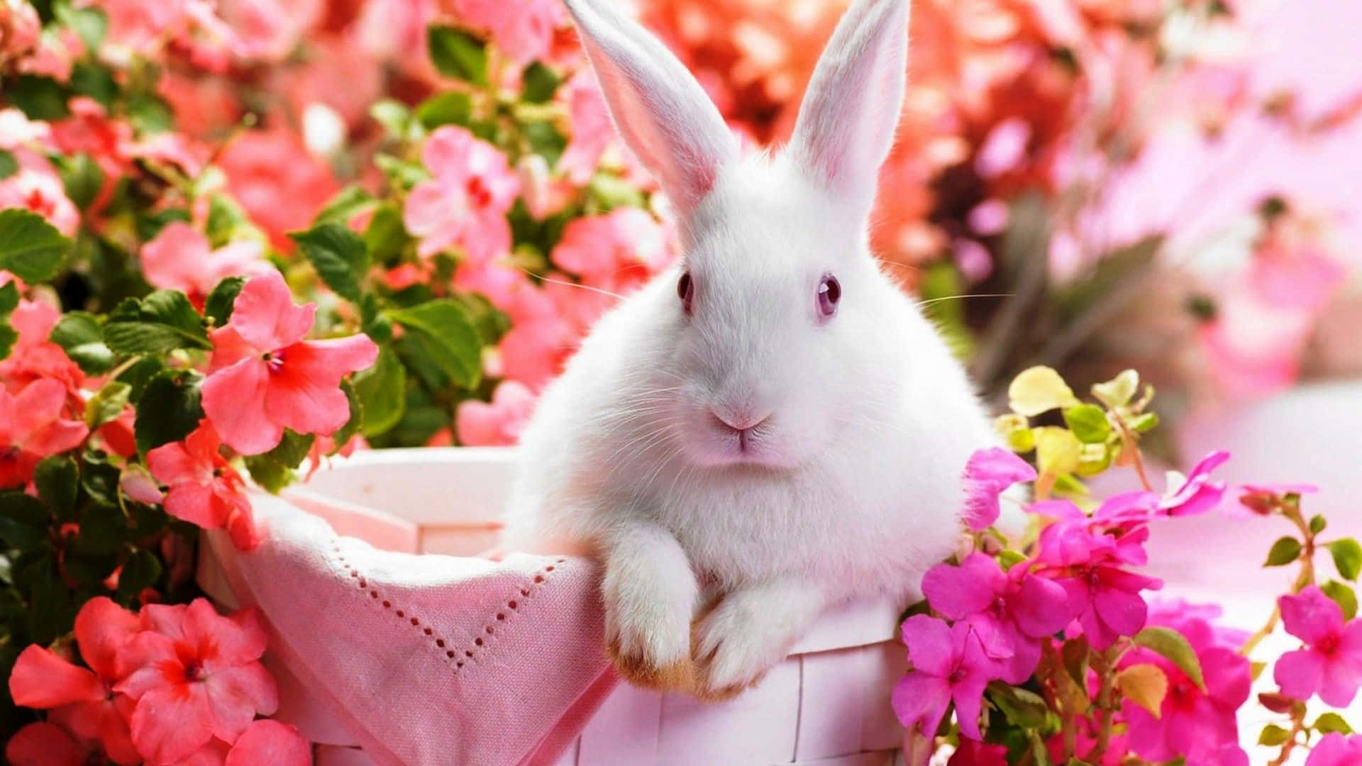 white bunny, pink basket, vibrant pink flowers, Full HD Desktop Wallpaper