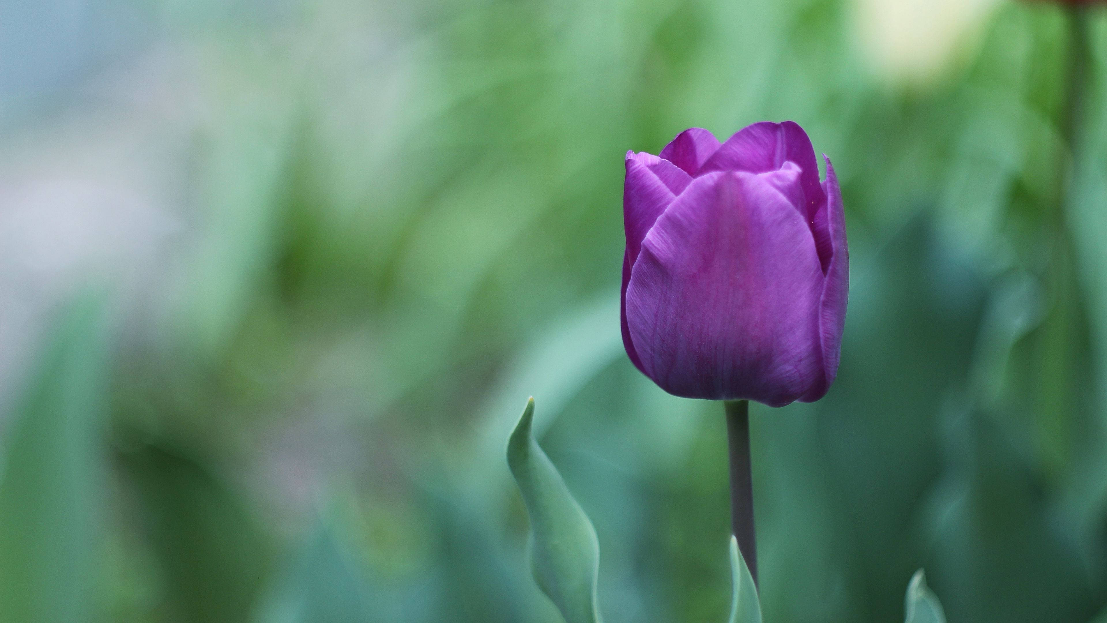 closed single purple flower, vibrant purple tulip, soft blurred green garden backdrop, 4K Desktop Wallpaper