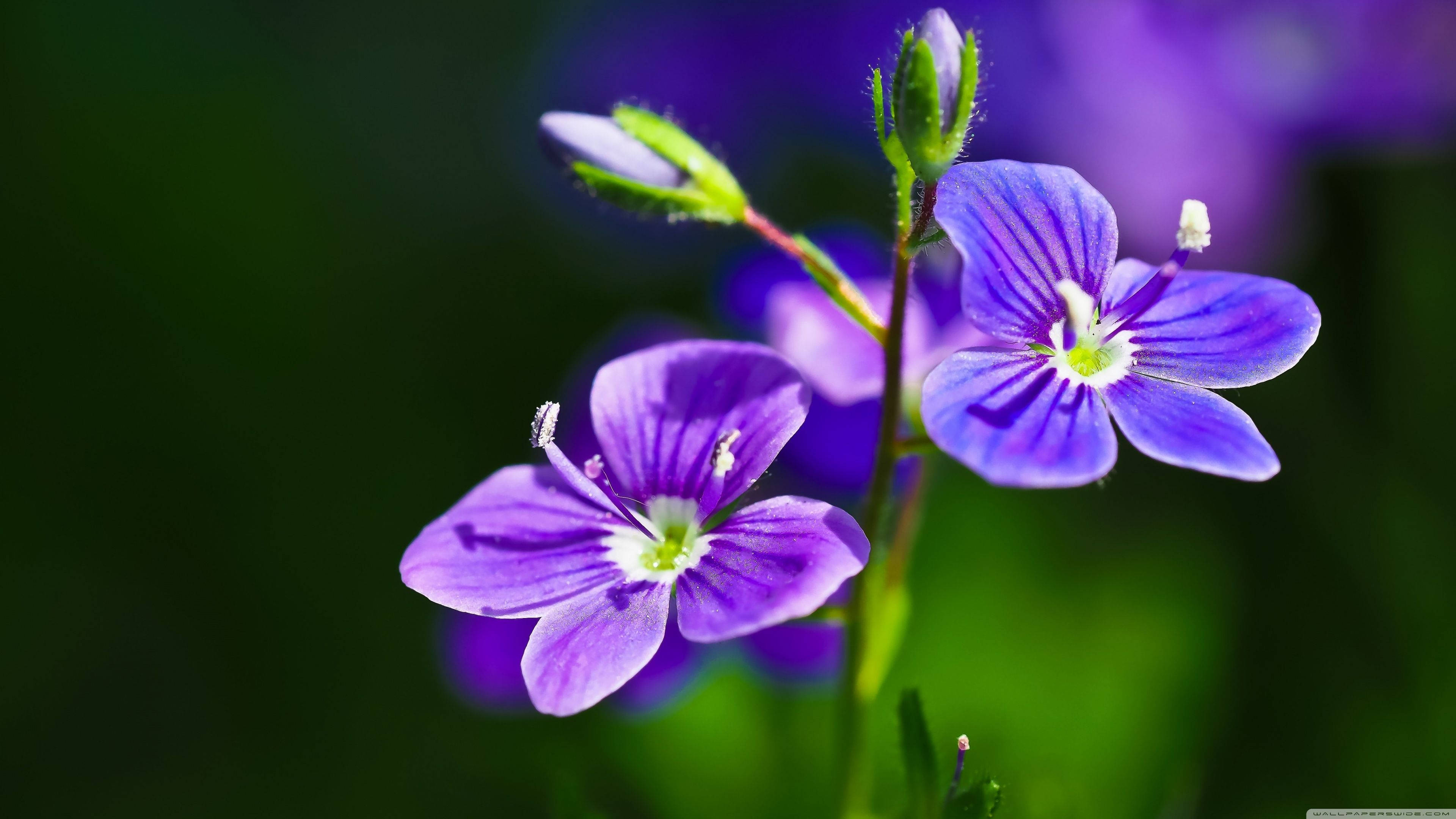 four purple flower, vibrant purple flowers, delicate white centers, 4K Desktop Wallpaper
