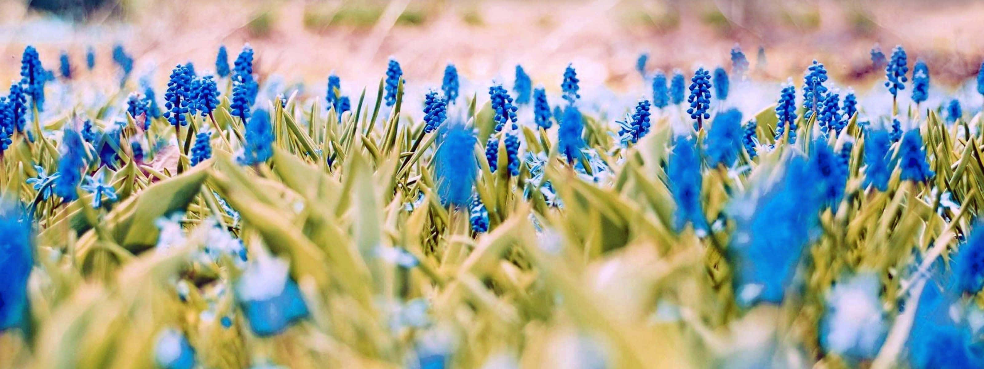 blue grape hyacinths, lush green leaves, sunlit meadow, 2K Desktop Wallpaper