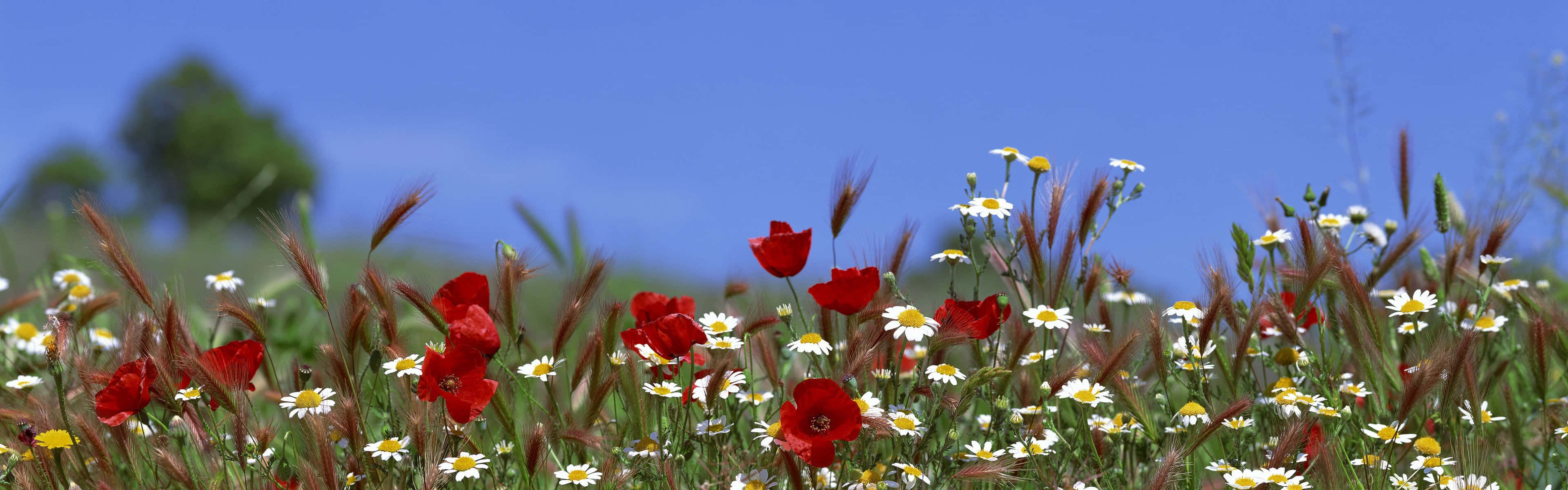 field of flowers, vibrant red poppies, white daisies, 4K Desktop Wallpaper