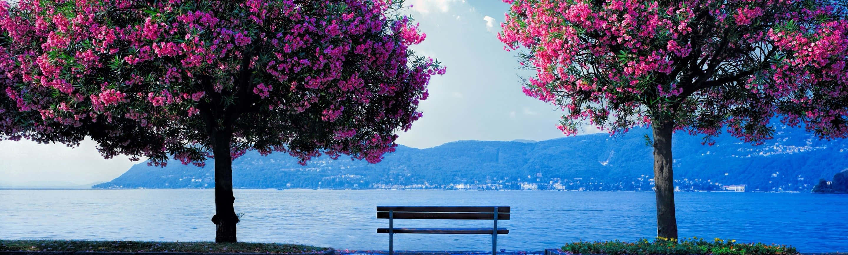 Spring Dual Monitor, pink trees, wooden bench, 2K Desktop Wallpaper