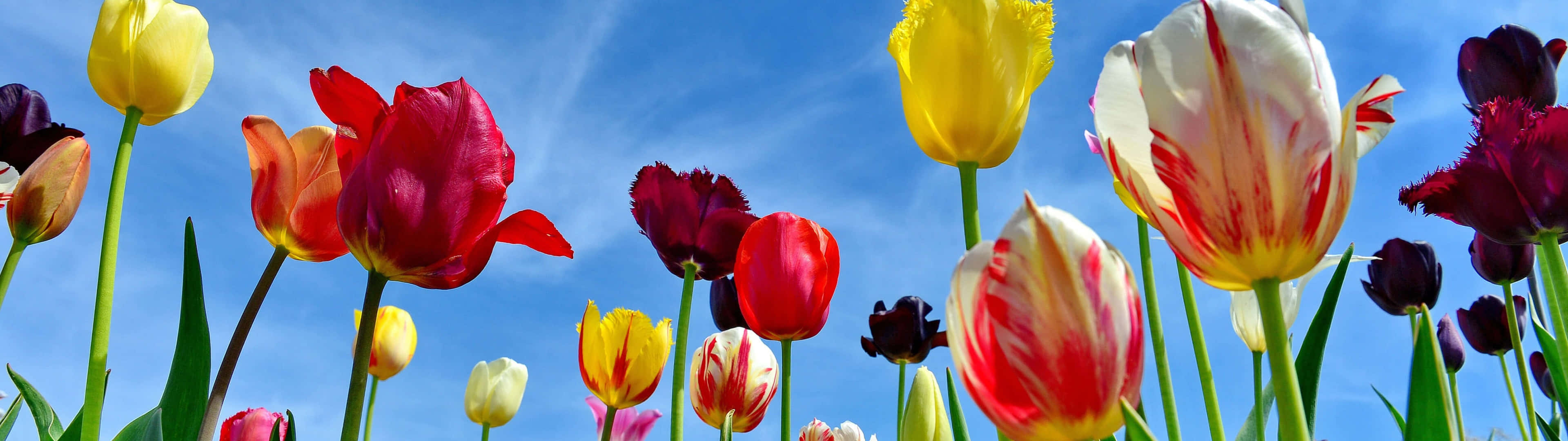 Spring, Dual Monitor, tulips, 4K Desktop Wallpaper