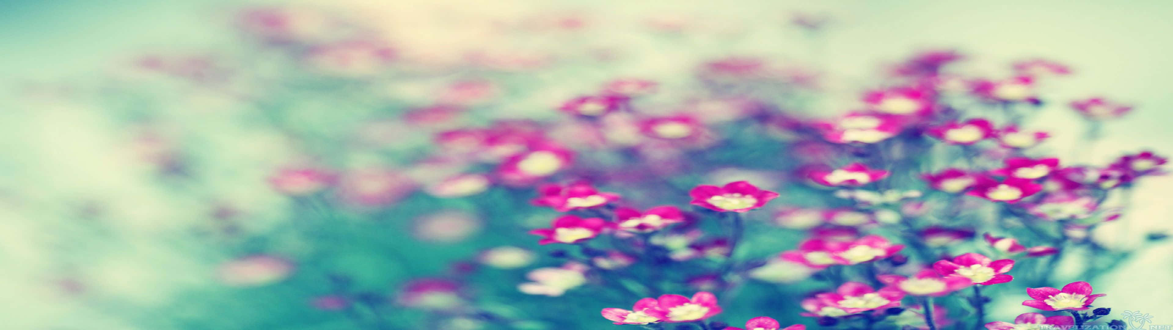 pink flowers, creamy centers, teal, 4K Desktop Wallpaper
