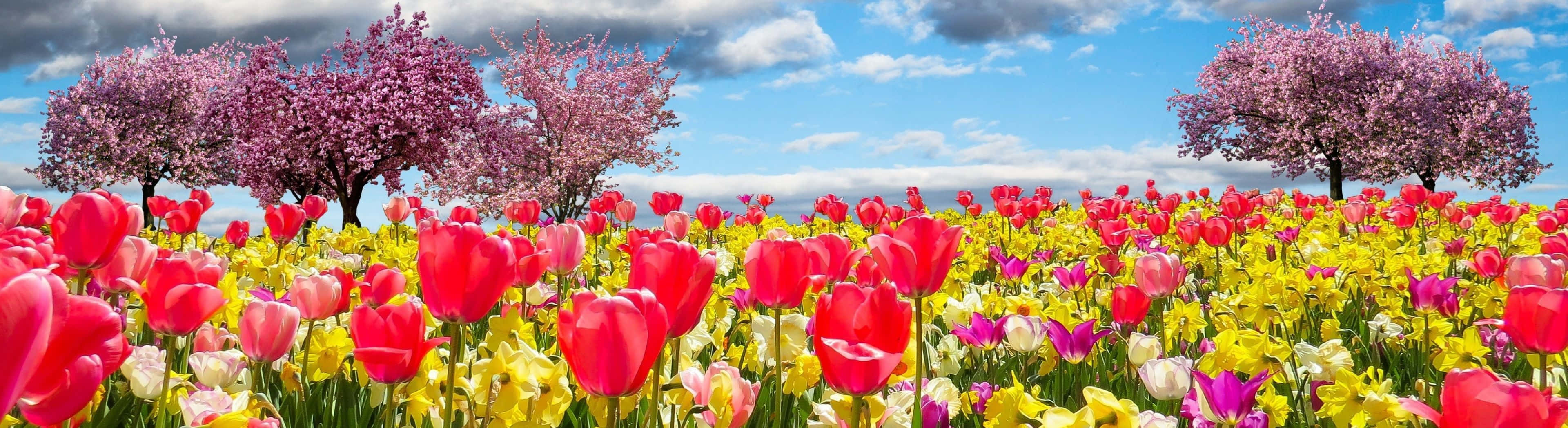 spring, tulips, blue sky, 4K Desktop Wallpaper