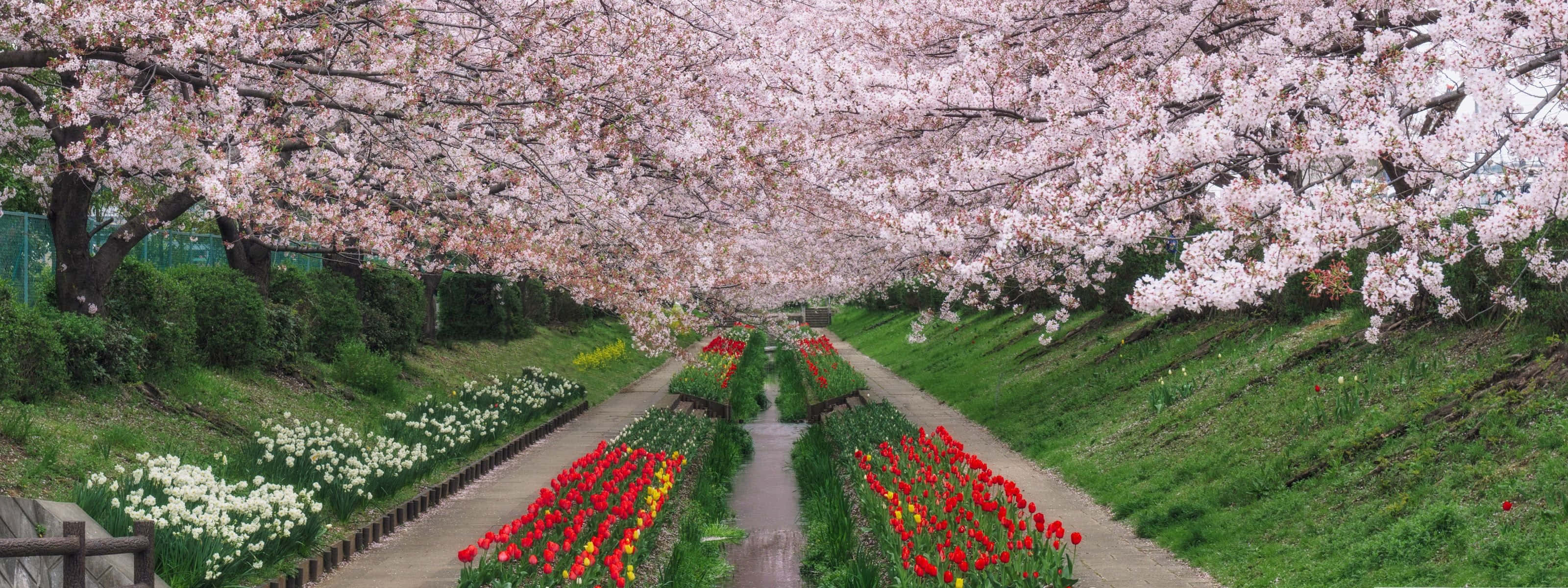 Spring Dual Monitor, tulips, cherry blossoms, 2K Desktop Wallpaper