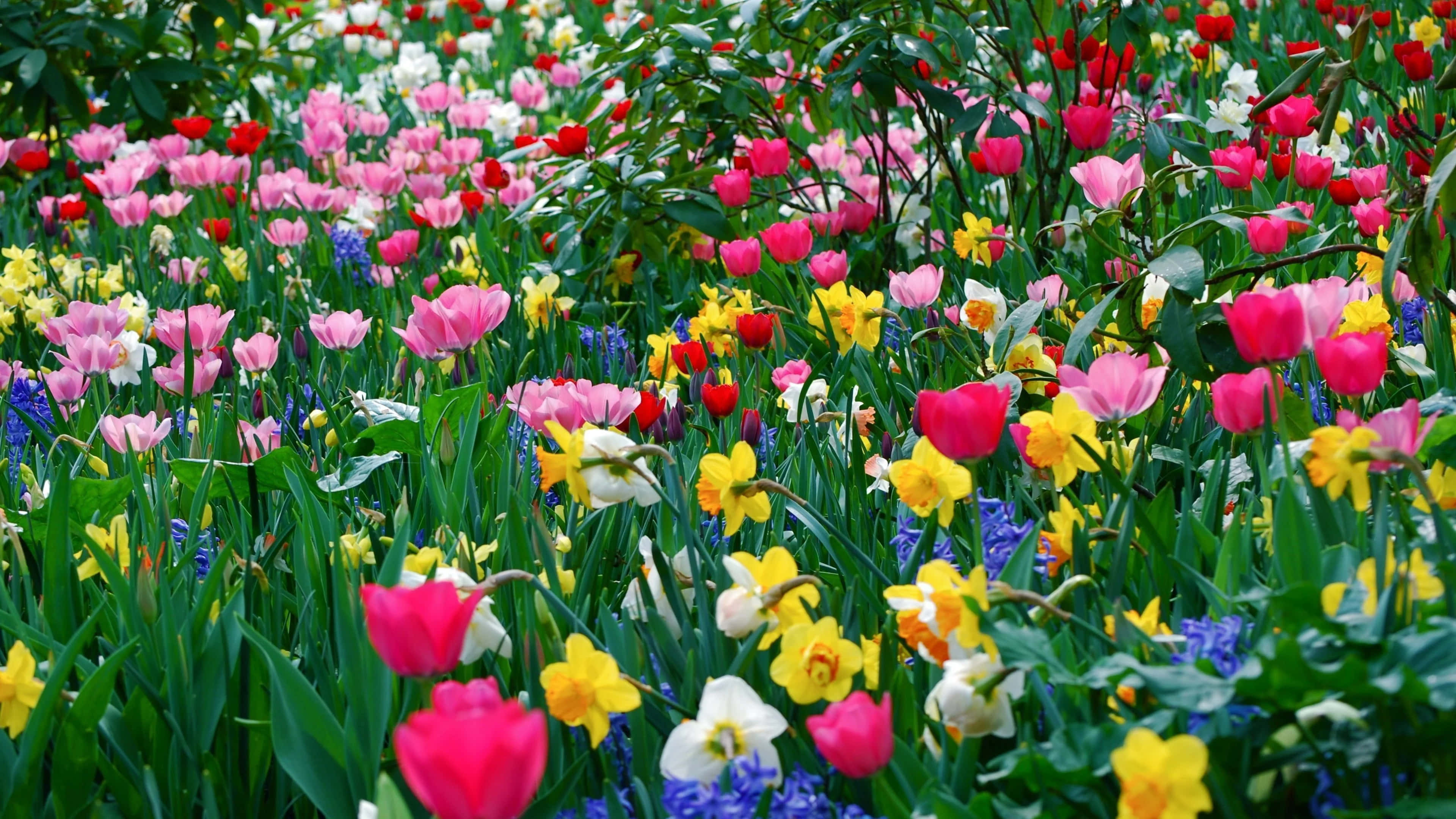 Spring Dual Monitor, 3840 x 2160, pink, 4K Desktop Wallpaper