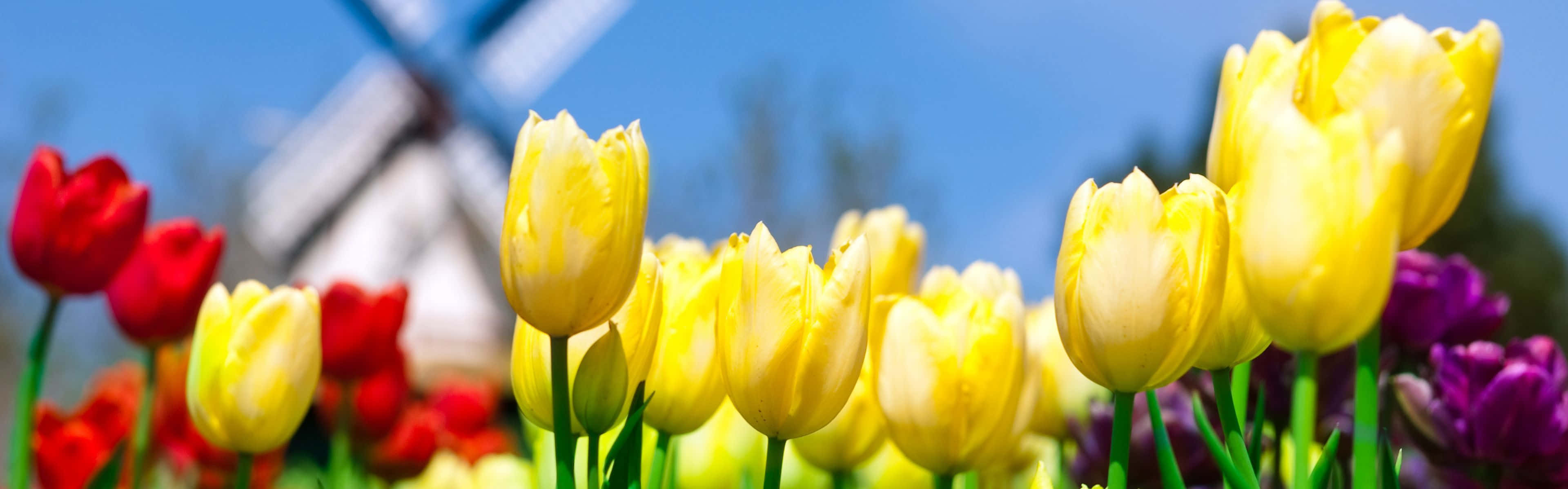 Spring Dual Monitor, yellow, red, 4K Desktop Wallpaper
