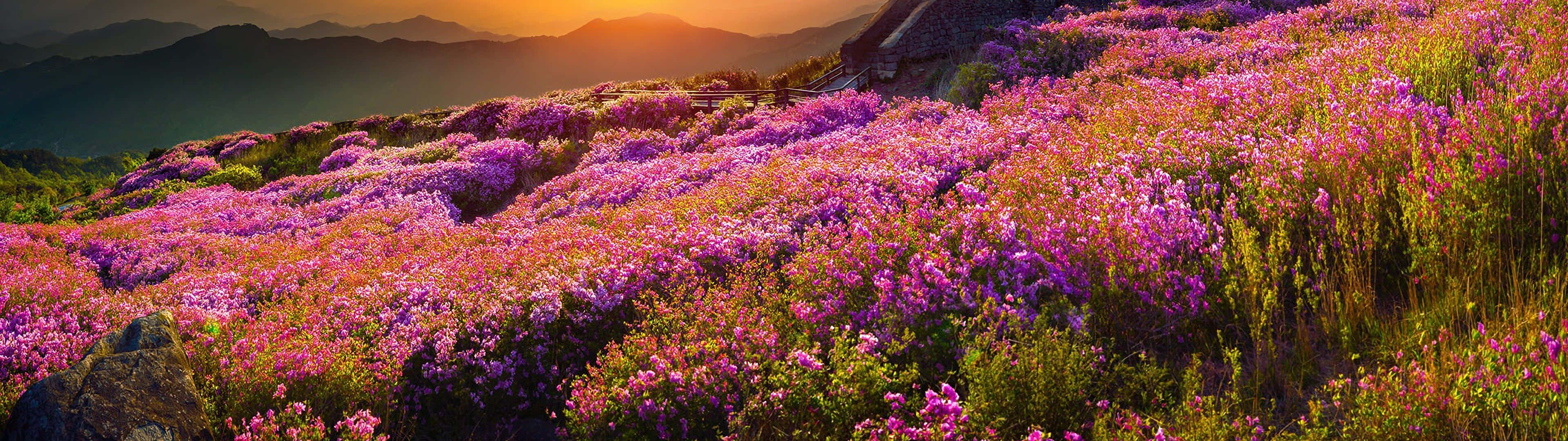 spring dual monitor, sunset, vast hillside, 4K Desktop Wallpaper