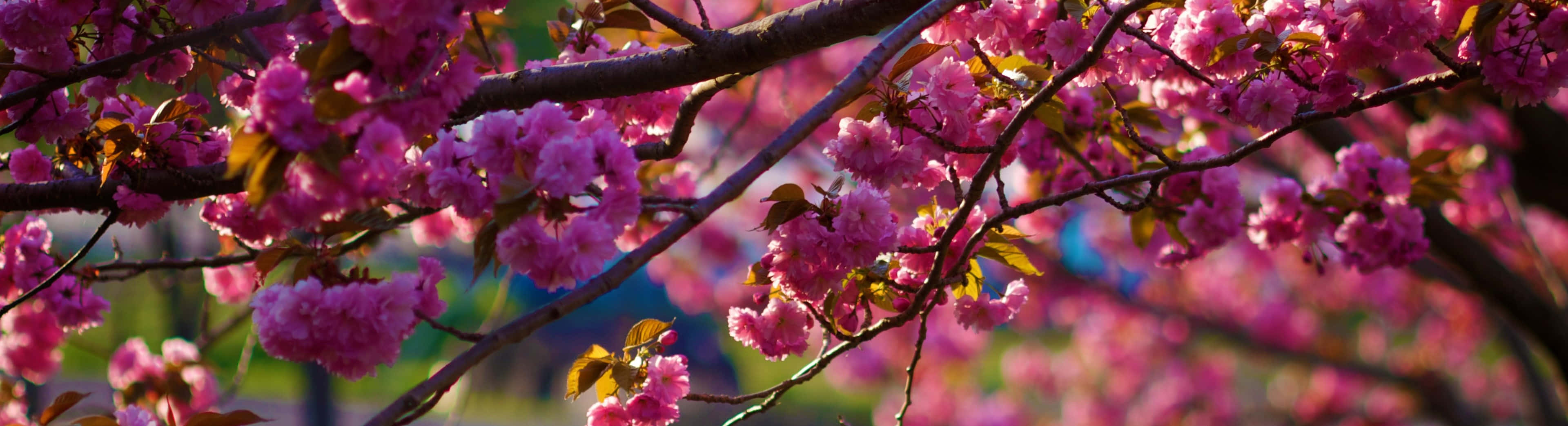 Spring Dual Monitor, vibrant pink cherry blossoms, dark branches, 4K Desktop Wallpaper