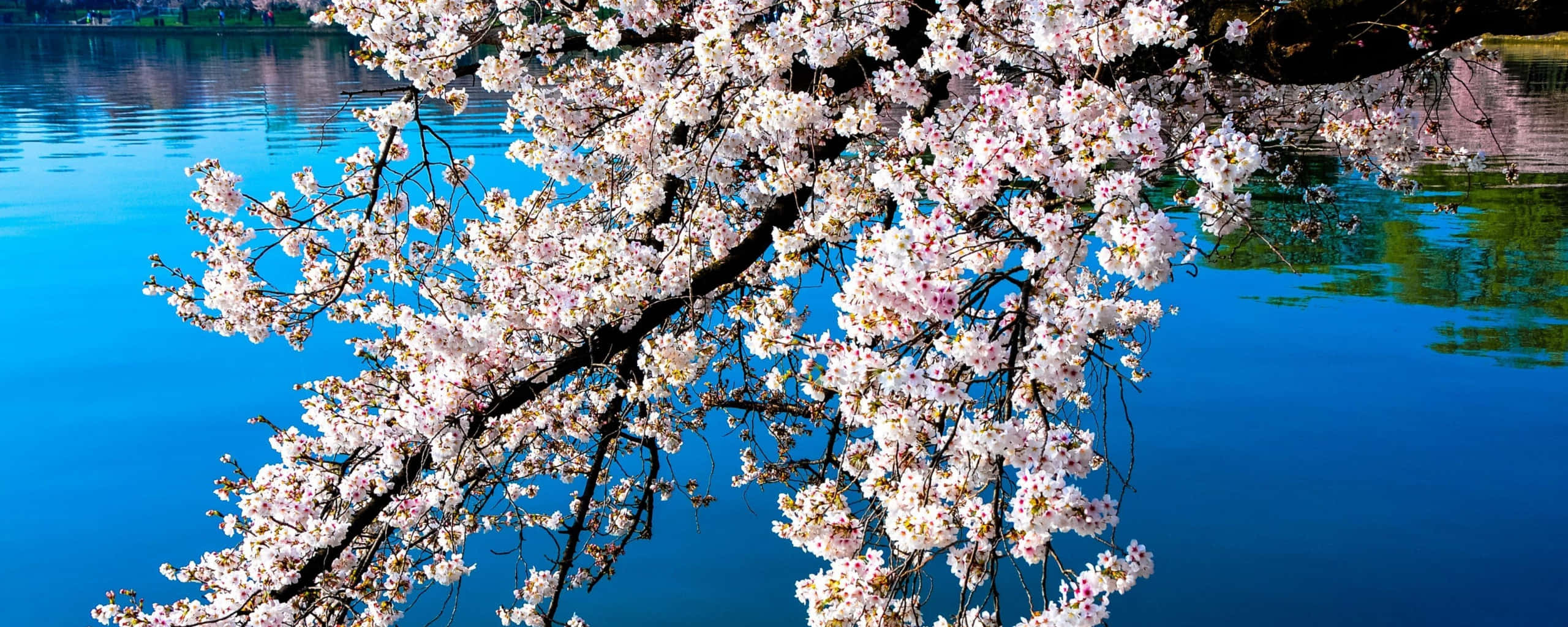 spring dual monitor, pink cherry blossoms, calm blue lake, 2K Desktop Wallpaper