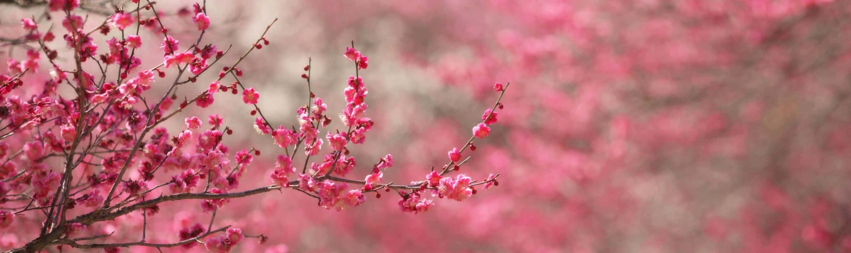 Spring, cherry blossoms, rolling fields, 2K Desktop Wallpaper
