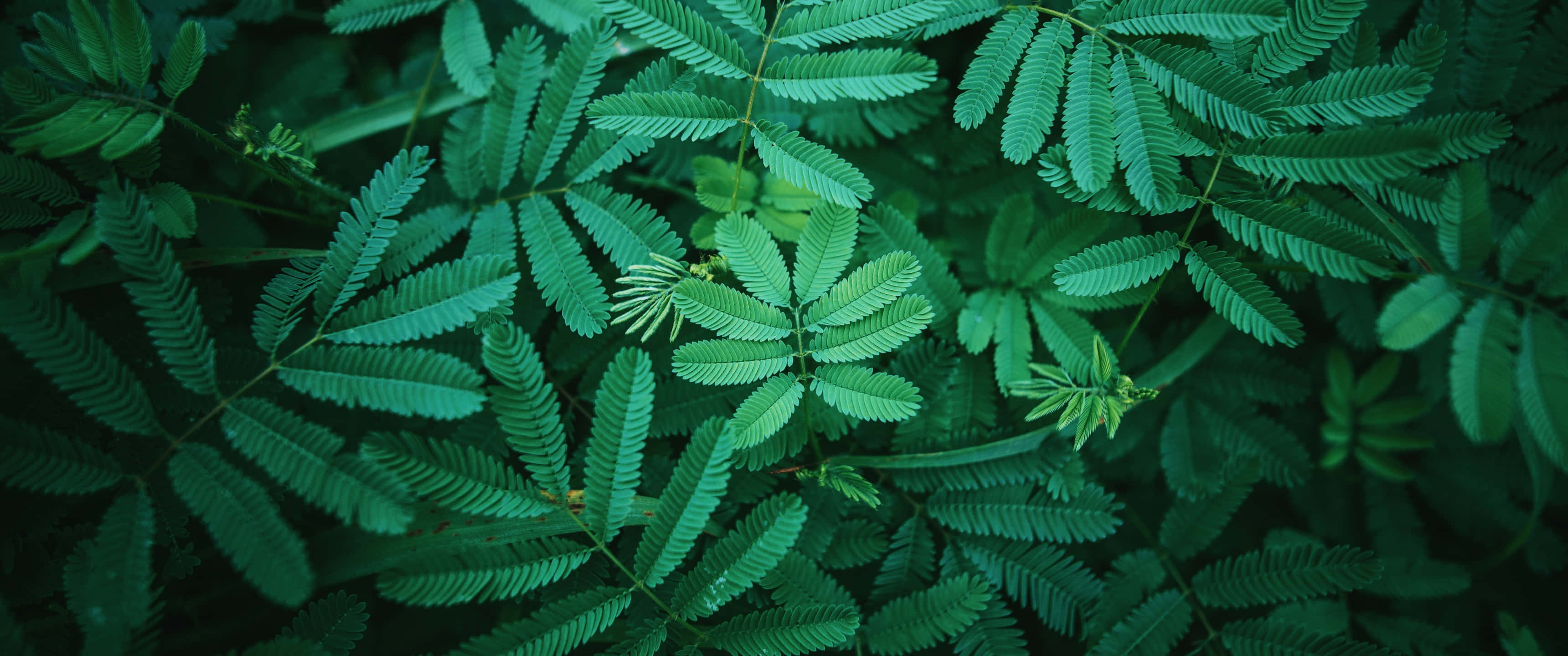 Spring Dual Monitor, lush green fern-like leaves, intricate feathered patterns, 2K Desktop Wallpaper
