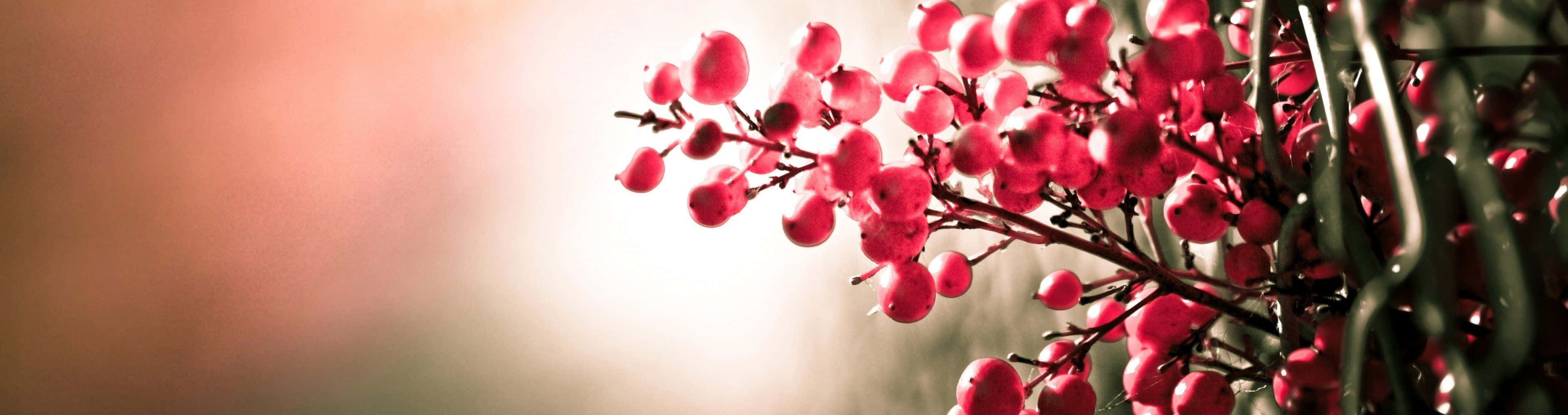 Spring Dual Monitor, vibrant pink berries, dark branches, 4K Desktop Wallpaper