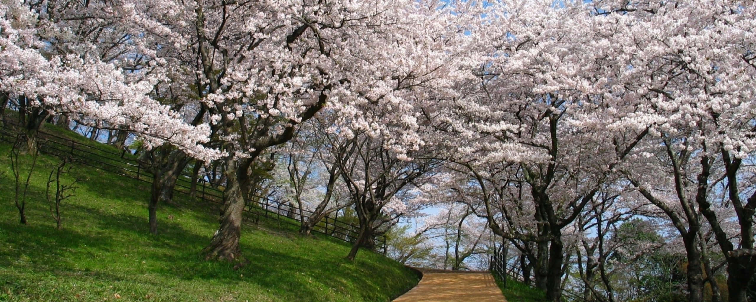 Spring Dual Monitor, cherry blossom trees, soft pink flowers, 2K Desktop Wallpaper