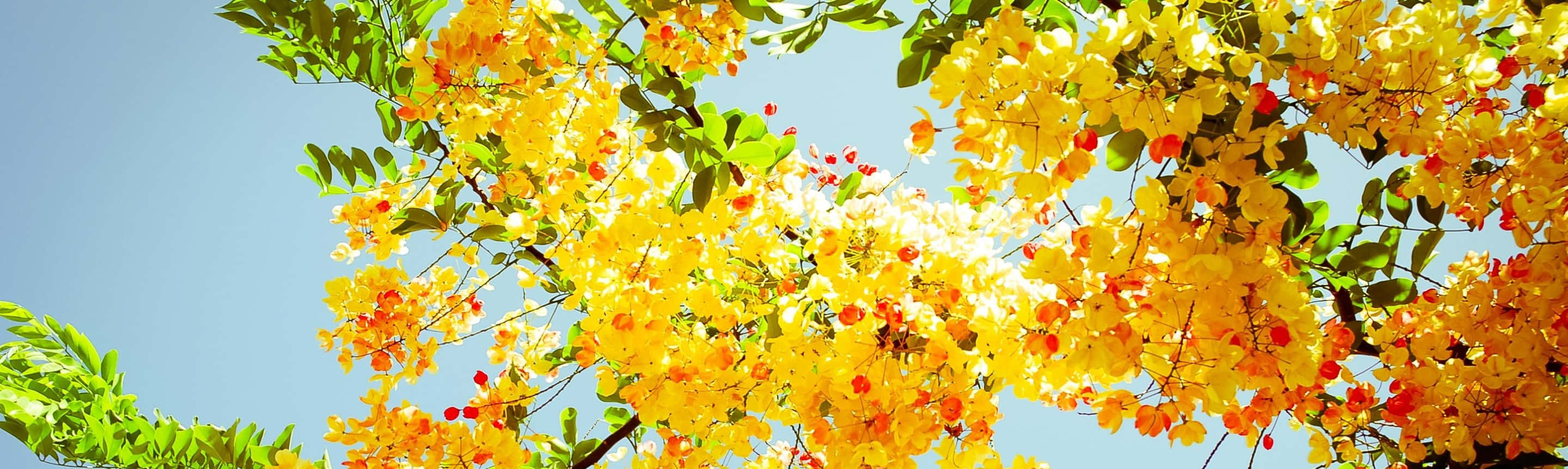 spring, dual monitor, vibrant yellow blossoms, 2K Desktop Wallpaper