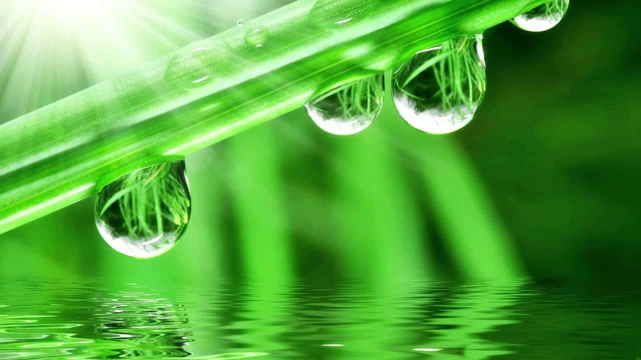 Spring Showers, vibrant green blades, glistening water droplets, HD Desktop Wallpaper