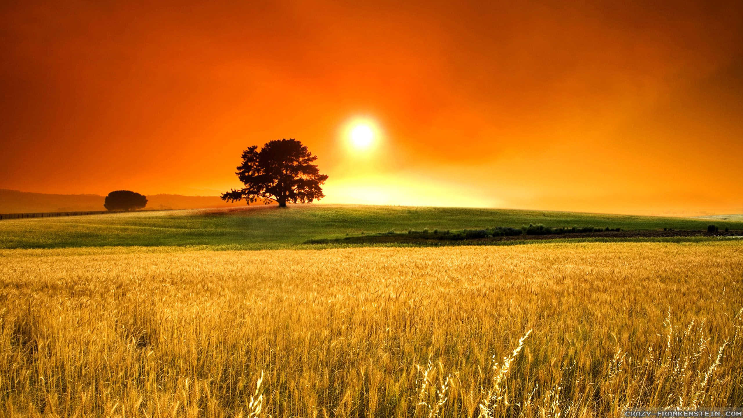 Spring Day, golden wheat field, fiery orange sunset, 2K Desktop Wallpaper