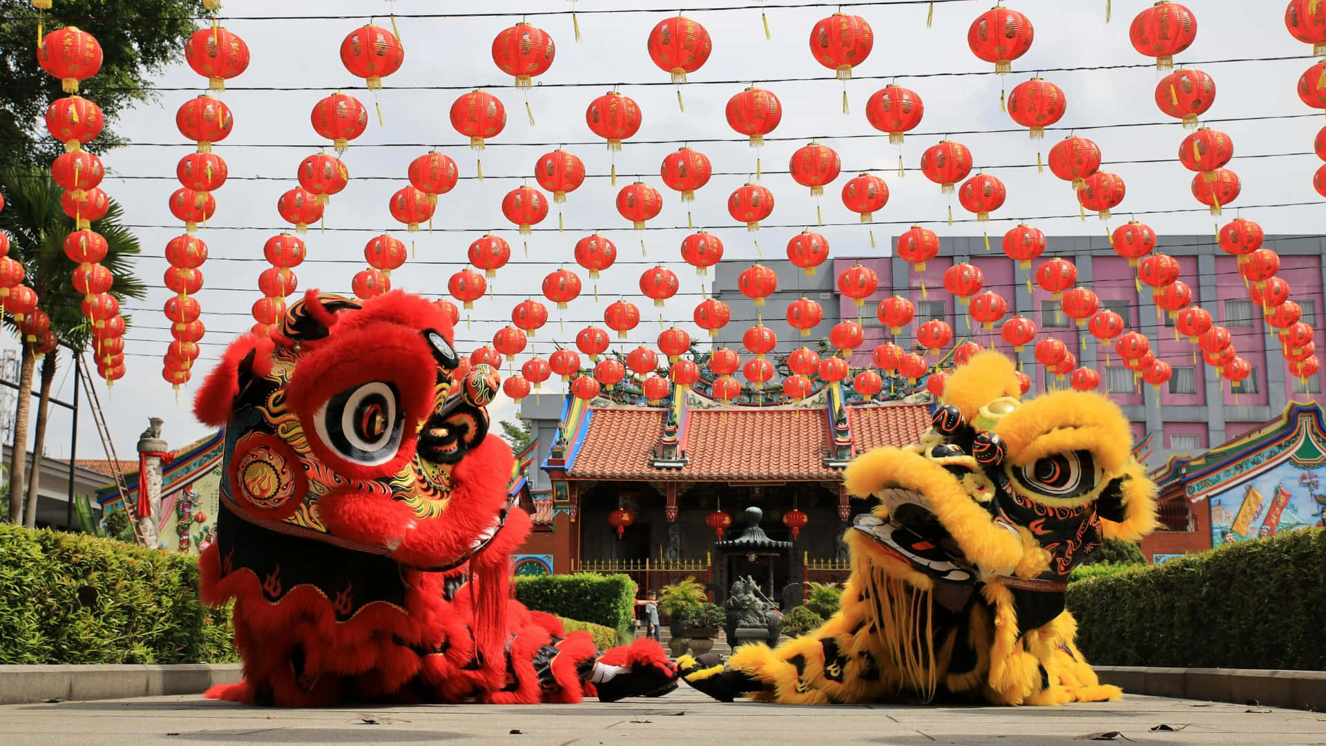 Spring Festival, lion dance, red lion dance costume, Full HD Desktop Wallpaper