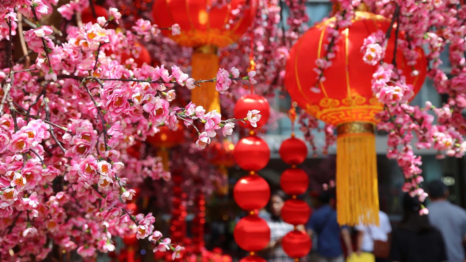 Spring Festival, pink cherry blossoms, glowing red lanterns, Full HD Desktop Wallpaper