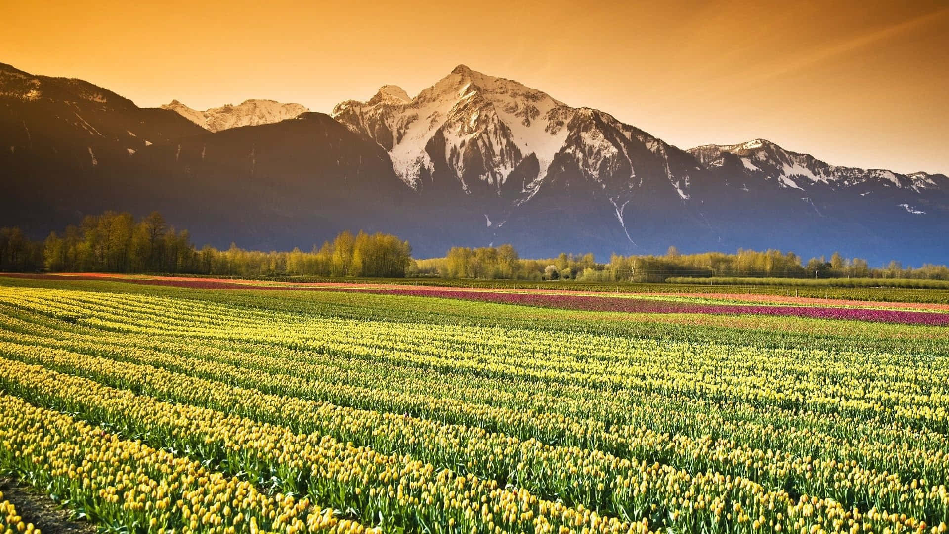 spring fields, vibrant yellow tulips, snow-capped mountains, Full HD Desktop Wallpaper