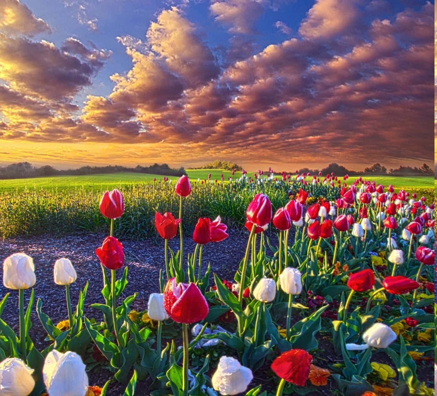 Spring Fields, tulips, sunlit field, HD Desktop Wallpaper