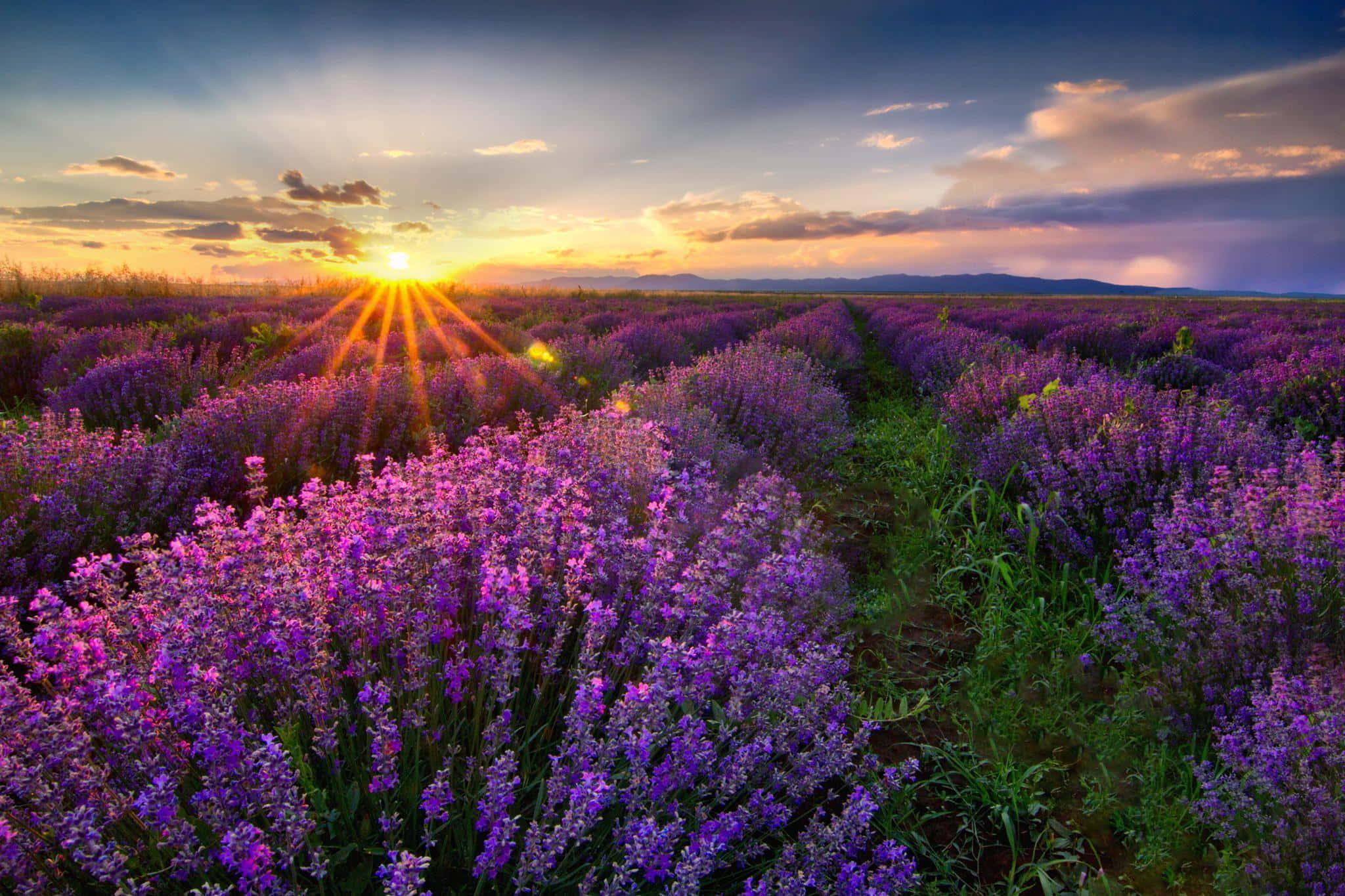 Spring Fields, Sunset, purple lavender fields, Full HD Desktop Wallpaper