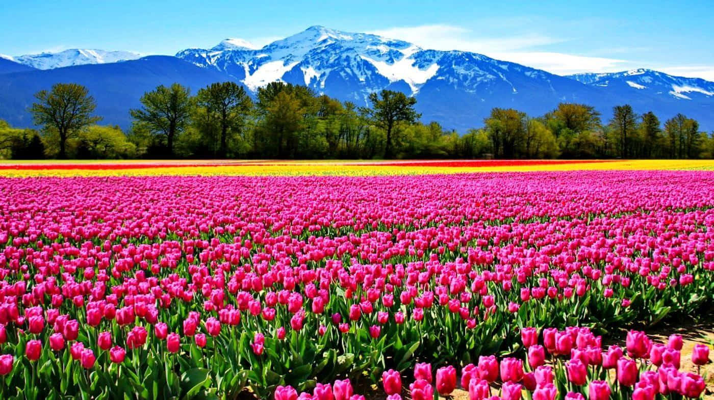Spring Fields, pink tulip fields, forest, HD Desktop Wallpaper